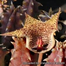 Image result for Xyris parvula