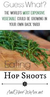 Do you know what is the most costly vegetable or crop in the entire world? Eating Hop Shoots And Here We Are Wild Food Foraging Wild Food Foraged Food