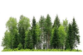 ‫غابة‬‎ ile ilgili görsel sonucu