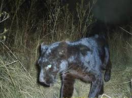 Black leopards are thought to persist in densely forested habitats, because it offers additional camouflage against shaded or dark backgrounds. Chasing Mpumalanga S Black Leopard News