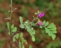 Image result for Tephrosia purpurea