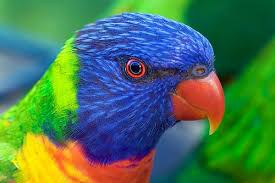 Rainbow Lorikeet Beautiful Birds Most Beautiful Birds Pet Birds