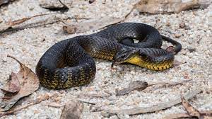We did not find results for: Notechis Scutatus Peters 1861 Tiger Snake
