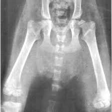 Mobility problems in cats are obvious. Ventrodorsal Radiograph Pelvis And Legs 4 Month Old Cat Femoral Download Scientific Diagram