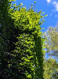 Image result for hornbeam hedge in winter