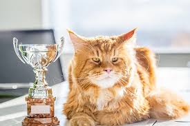 Sat administration dates and registration deadlines for u.s. Meet Some Fine Felines At This Weekend S Acfa Cat Show In Orlando Blogs