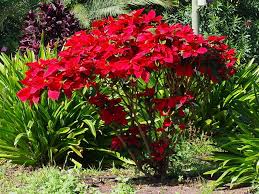 Image result for Euphorbia pulcherrima