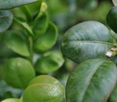 Image result for Buxus