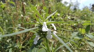 Image result for Leucas deflexa