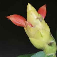 Image result for Costus subbiflorus