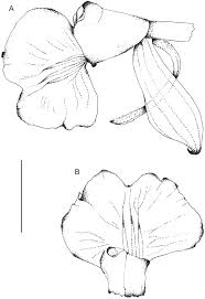 Louis county, missouri, stany zjednoczone, znaleziono 2 firmy. A Precursory Study Of The Calanthe Group Orchidaceae In Thailand