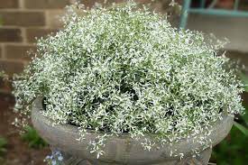 Specifically, chamaesyce is very closely related to plants like euphorbia pulcherrima, the popular poinsettia. Hamasice Zveroboelistnaya Agroyarko Cvety Ru Part 1