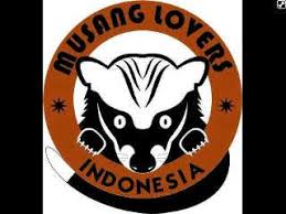 Corak putih memanjang dari kepala sampai belakang. Musang Lover Startseite Facebook