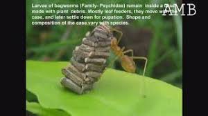 Bagworm species are found globally, with some, such as the snailcase bagworm (apterona helicoidella), in modern times settling continents where they are not native. Bagworm On The Go Youtube