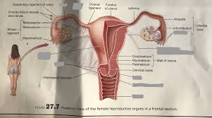 Image result for female sex organ