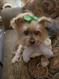 Introduction of pet Bentley in the Love Of Yorkies group