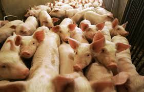 L'étourdissement a pour objectif de rendre l'animal inconscient de façon à ce qu'il ne ressente plus la douleur. Reouverture En Vue Pour L Usine D Olymel A Yamachiche Le Devoir