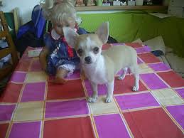 May 11, 2021 by robert dollwet bei jedem termin für neue welpen fragen die leute immer, wie schnell sie wachsen werden und wann sie aufhören zu wachsen, sagt dr. Kurzhaar Chihuahua Manchen Chihuahua
