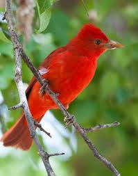Pin On Most Beautiful Birds Ever