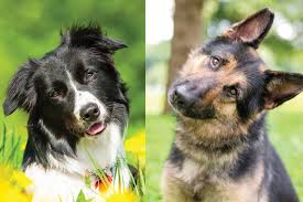 These two intelligent herding dog breeds are athletic and agile, with a tendency to be protective towards their family. Border Collie German Shepherd Mix The World S Best Family Dog Perfect Dog Breeds