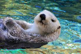 The Interesting Way Sea Otters Source And Eat Their Food Rare Animals Endangered Species Endangered Animals