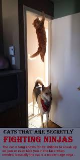 Cats That Are Secretly Fighting Ninjas Cats Cute Animals Animals And Pets