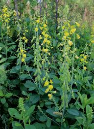 Image result for Crotalaria schliebenii