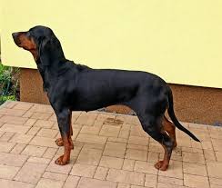 Image result for jurský honič