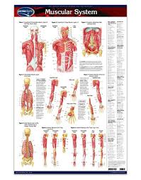 Mass, muscle mass, torso muscle mass and whole torso isokinetic muscle strength values were lower (p>0.05). Muscular System Laminated Quick Reference Poster Whole Body Healing