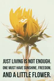 Just Living Is Not Enough One Must Have Sunshine Just Living Is Not Enough One Must Have Sunshine Freedom And A Little Flower Quotes Meditation Quotes Flower Quotes Quotes