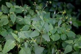 Image result for Sigesbeckia