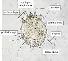 Image result for Sarcoptes scabiei life cycle