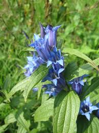 Image result for Chironia laxiflora