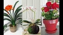 A plant can liven up any decor. These Low Maintenance Plants Will Add Life To Your Apartment Indoor Flowering Plants Flowering Plants In India Plant Decor Indoor