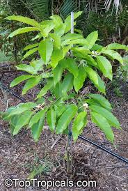 Maybe you would like to learn more about one of these? Magnolia X Alba Michelia X Alba White Champak Pak Lan Banana Shrub Cempaka Putih Bai Yu Lan White Jade Flower Bai Yu Lan Safa Toptropicals Com