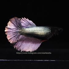 Setelah merasa sudah jodoh kalian bisa masukan ikan betina ke wadah pemijahan. Red Copper Rosetail Halfmoon Betina 4 Ikan Cupang Informasi Facebook