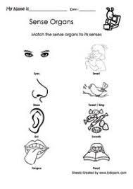 Matching Worksheet About Sense Organs Pre School Activity Sheets Printable Worksheets Kindergarten Activity Sheets Kindergarten Worksheets Matching Worksheets