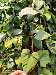 Image result for Ampelocissus obtusata