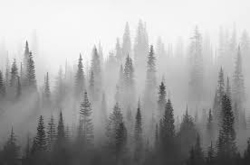 Black And White Forest Wall Mural Order Misty Forest Black And White Wall Mural From Happywall Printed On Demand To Fit Perfect On Your Wall Ch Forest Wallpaper Misty Forest Forest Wall Mural