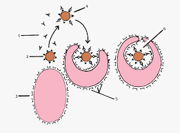 Macrophage A Phagocytic Tissue Cell Of The Immune System That May Be Fixed Or Freely Motile Is Derived From A Antigen Presenting Cell Definitions Character