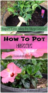 Some of the more rapid growers can quickly overrun their containers, some hibiscus types are more sensitive to changes in the soil ph, and others are far less tolerant to overwatering. How To Pot Hibiscus With Step By Step Instructions Growing Hibiscus Potted Hibiscus Hibiscus Garden