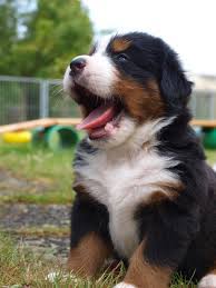The cost to adopt a bernese mountain dog is around $300 in order to cover the expenses of caring for the dog before adoption. 45 Mini Bernese Mountain Dog Puppies For Sale Near Me L2sanpiero
