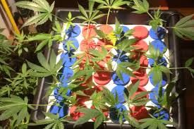 Cloning is one of the best methods to grow marijuana at home, although you have to know that this one of the best things about this cloning kit is the fact that there is no more need to add chemicals. Top 3 Best Aeroponic Cloning Machines For Sale Reviewed Faq Mold Resistant Strains
