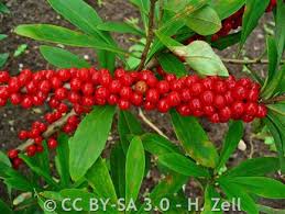 Image result for Daphne mezereum