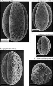 Image result for Fagopyrum snowdenii