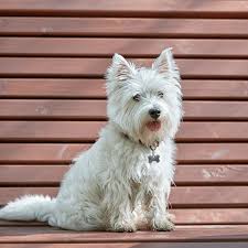 Best Quality West Highland Terrier Puppies For Sale Singapore 2022