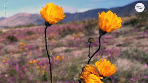Maybe you would like to learn more about one of these? Rare California Super Bloom Brings Wildflowers To The Desert