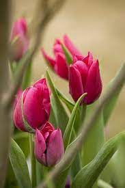 Pin By Irina On Mir Rastenij Tulips Flowers Beautiful Flowers Pictures Beautiful Flowers