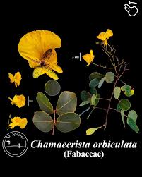 Image result for Chamaecrista wittei