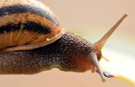 Foto gratis: dettaglio, lumaca, macro, animali, natura, invertebrati
